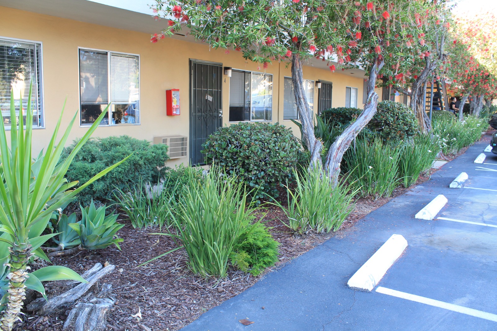 Maintained walkway lined with trimmed trees and shrubs
